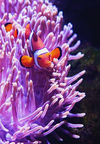 animal close-up photography of clownfish beside purple coral rift fish